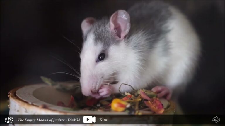 Descubre las Bebidas Ex&oacute;ticas de Bengala