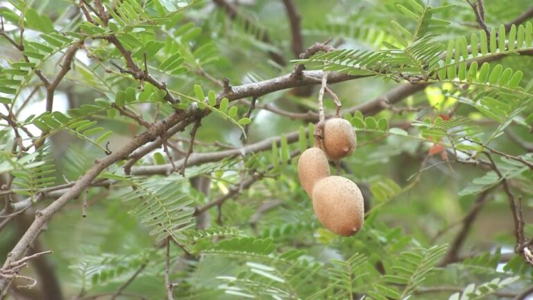 Agua de Tamarindo Hindú: Refrescante y Deliciosa