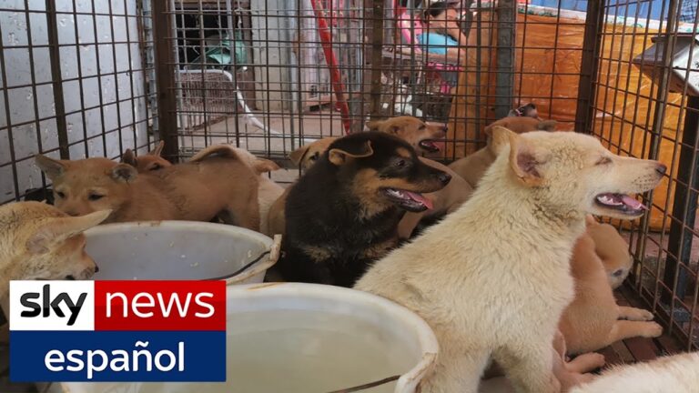 Cocina Festiva: Delicias con Recetas de Cordero Indio