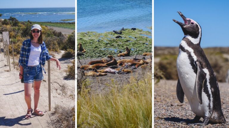 Descubriendo los Sabores &Uacute;nicos del Asado Indio de Cordero