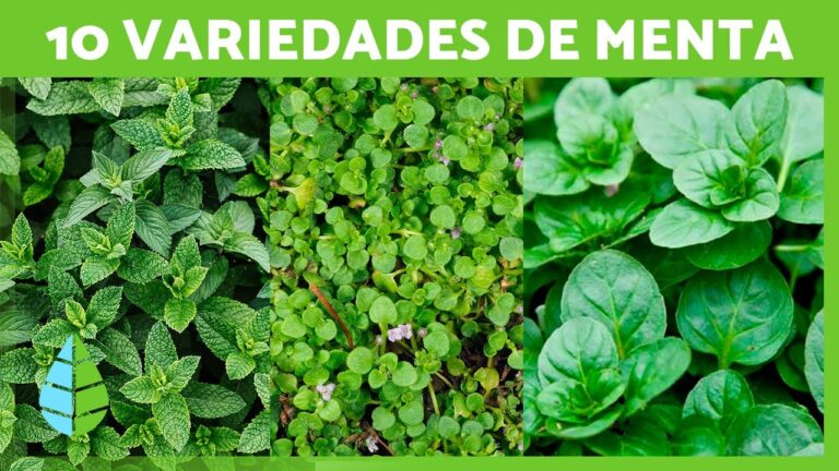 Aromas y Sabores Exquisitos en Recetas de Cordero Indio